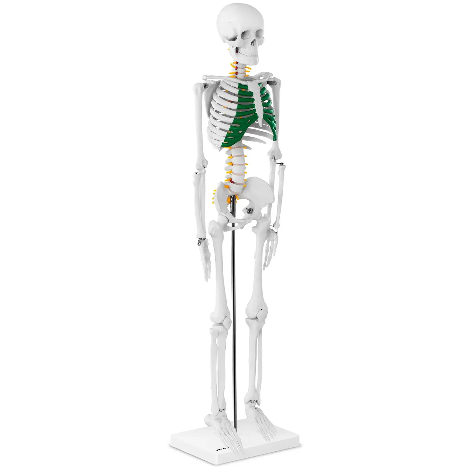 Miniatiūrinis skeletas - 85 cm