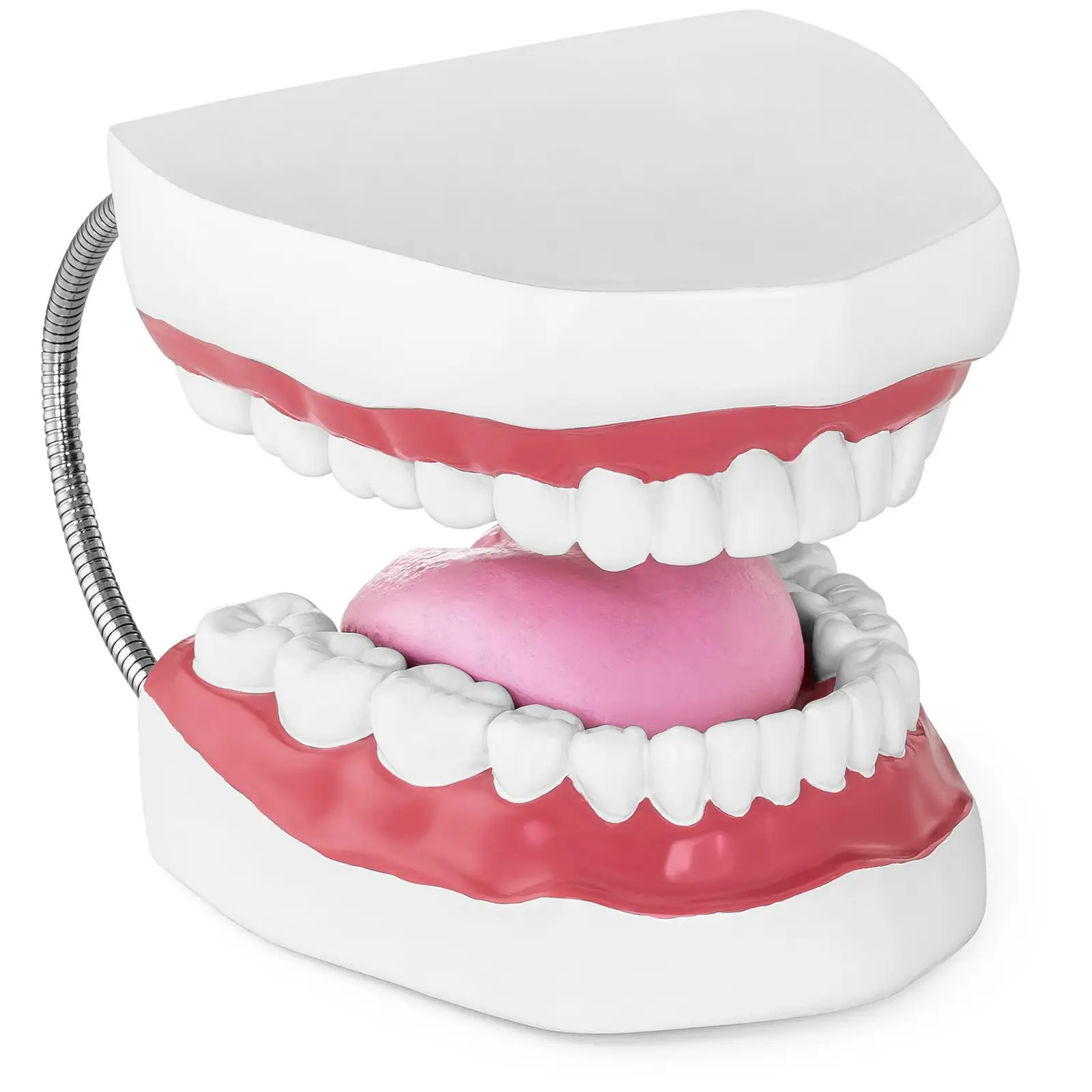 Dantų modelis – dantų rinkinys